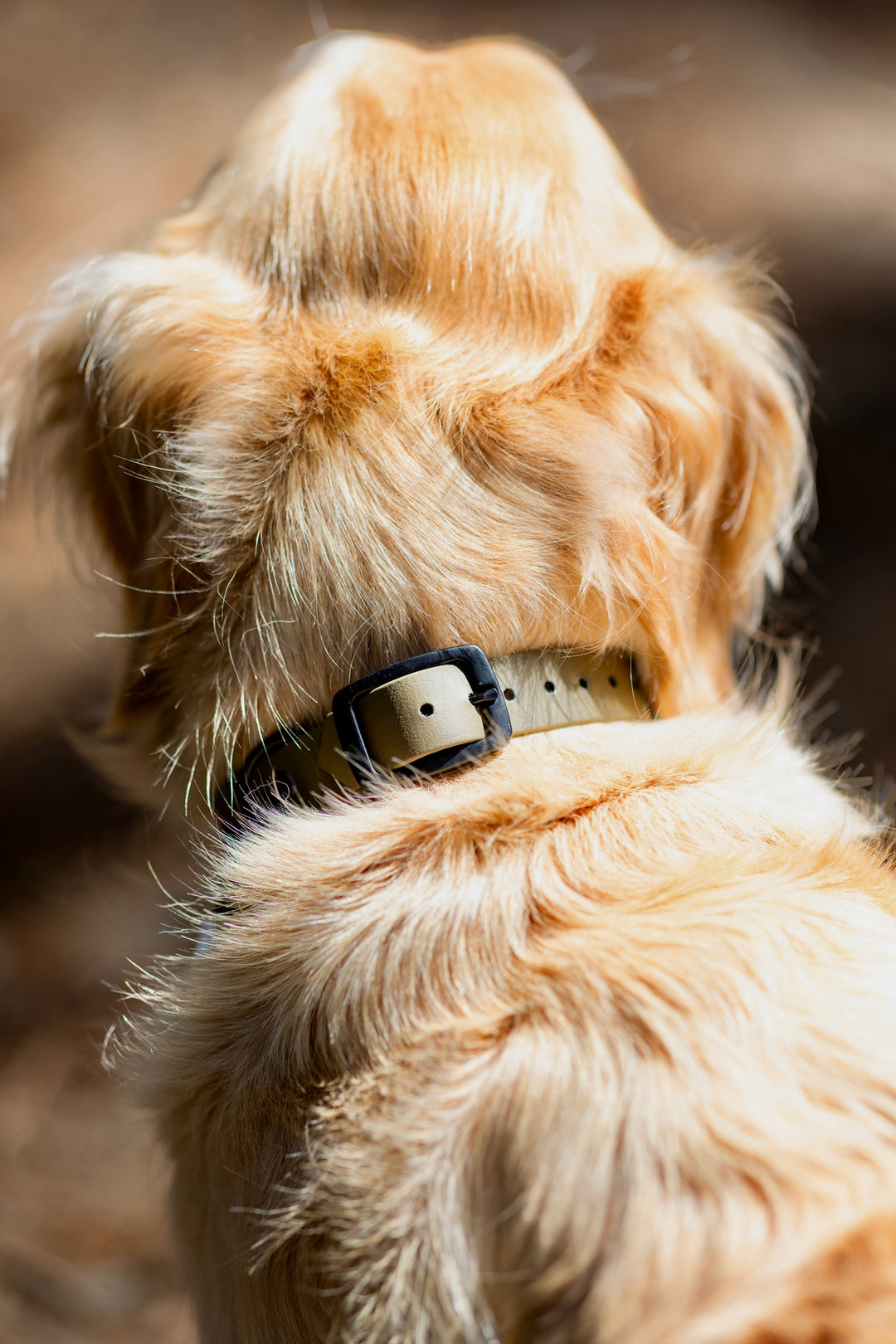 Belt Buckle Collar