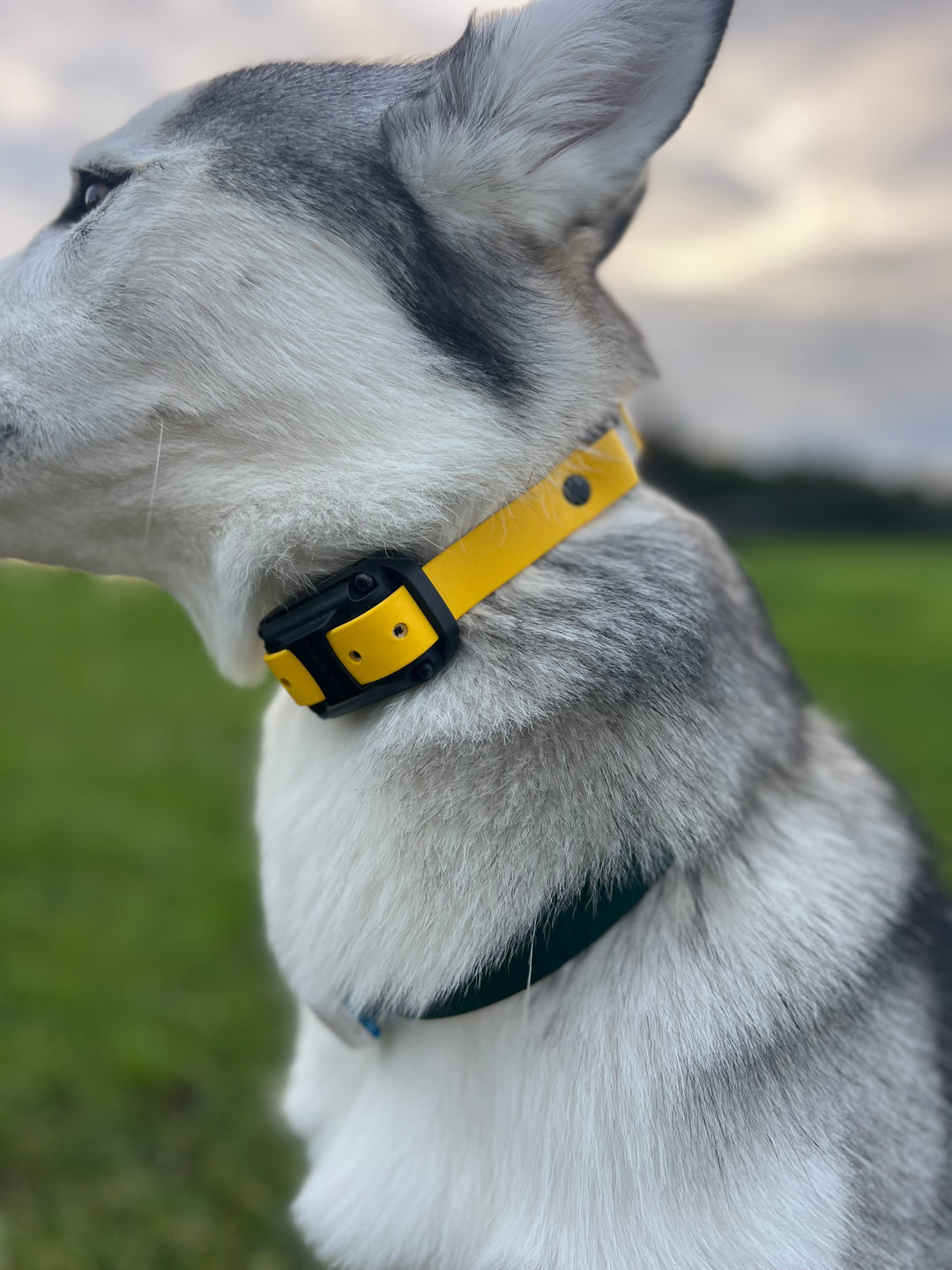 E Collar Strap - Yellow