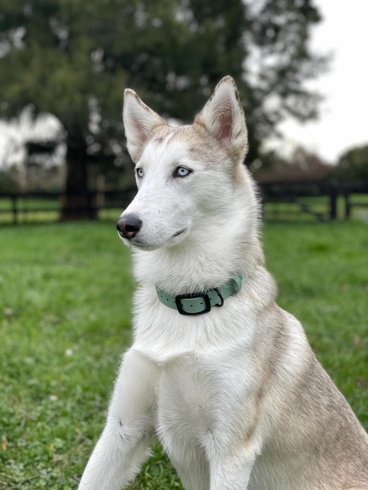 Belt Buckle Collar - Sage