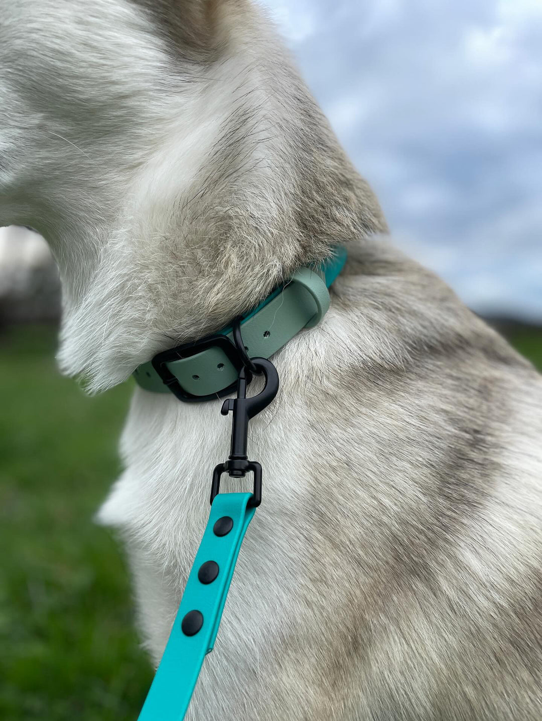 Everyday Leash - Teal