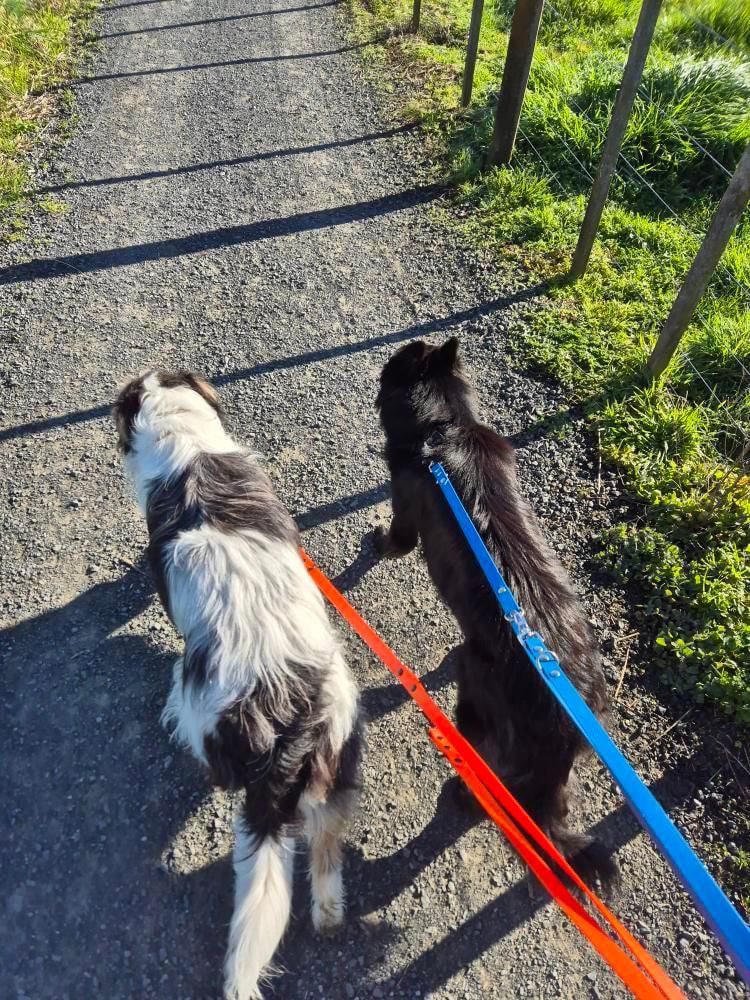 Multi-Clip Leash - Sky
