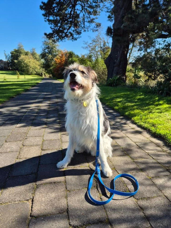 Multi-Clip Leash - Sky