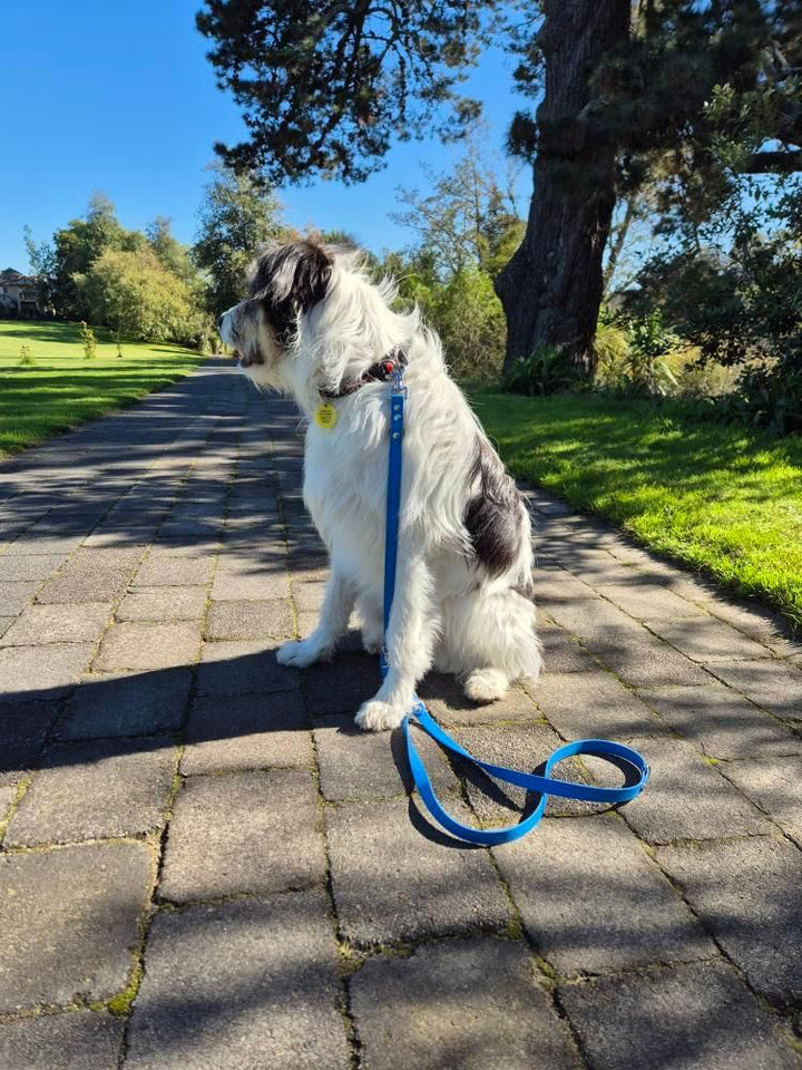 Multi-Clip Leash - Sky