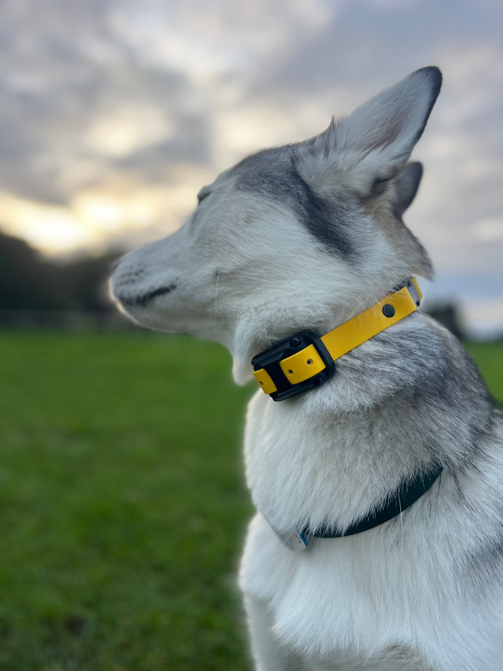 E Collar Strap - Yellow