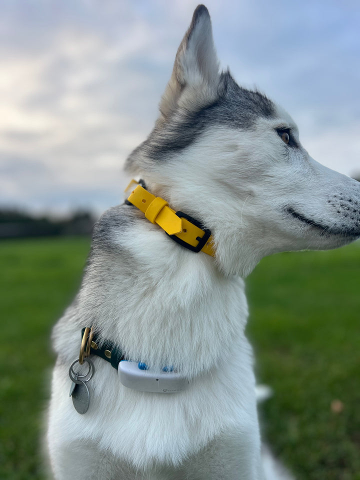E Collar Strap - Yellow