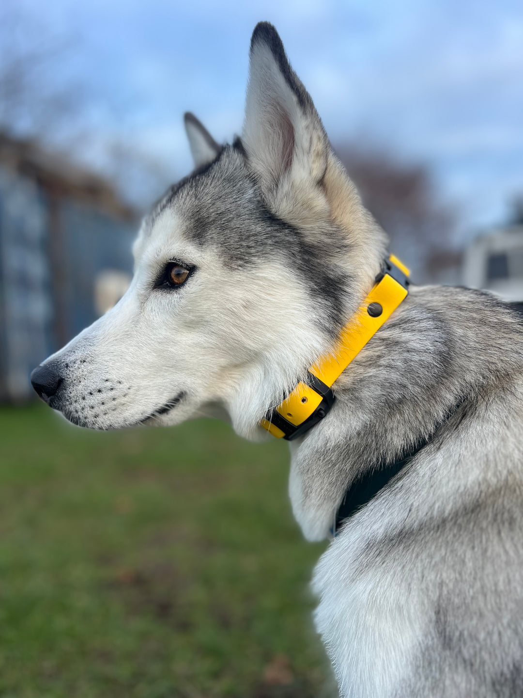 E Collar Strap - Yellow