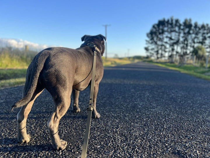 Handsfree Leash - Olive
