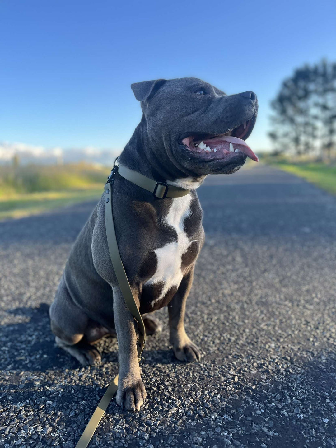 Handsfree Leash - Olive