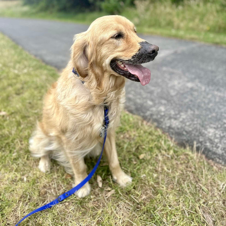 Multi-Clip Leash - Royal Blue