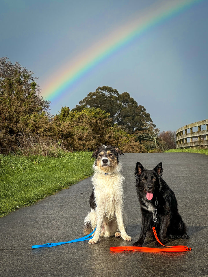 Multi-Clip Leash - Sky
