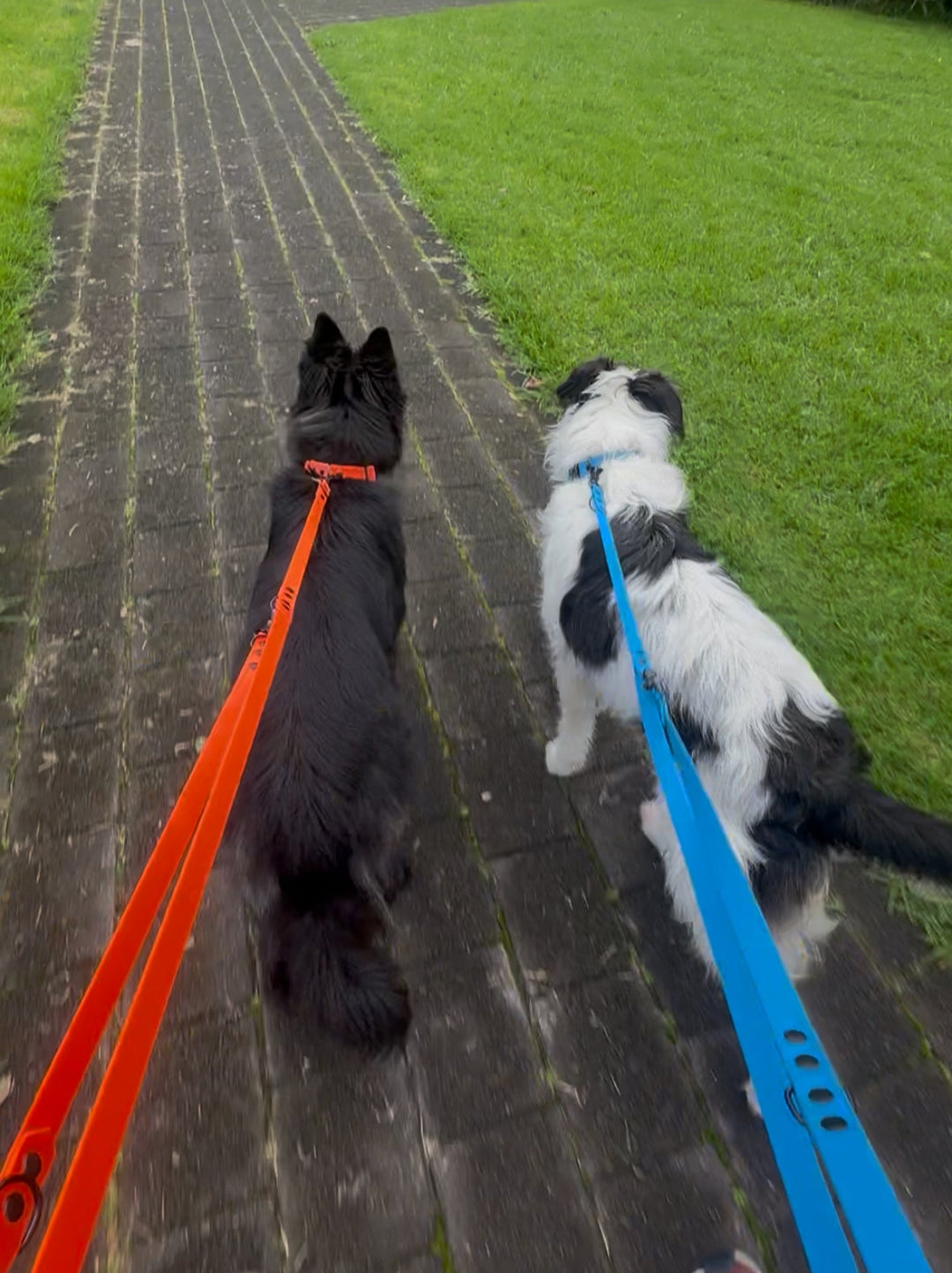 Multi-Clip Leash - Orange
