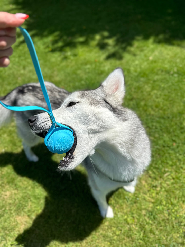 LIMITED EDITION ChuckIt Ball Tug
