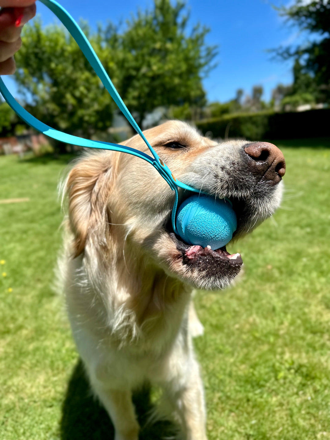 LIMITED EDITION ChuckIt Ball Tug