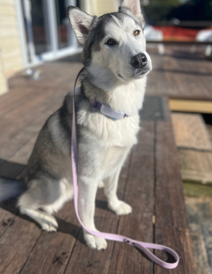 Slip Leash - Lavender