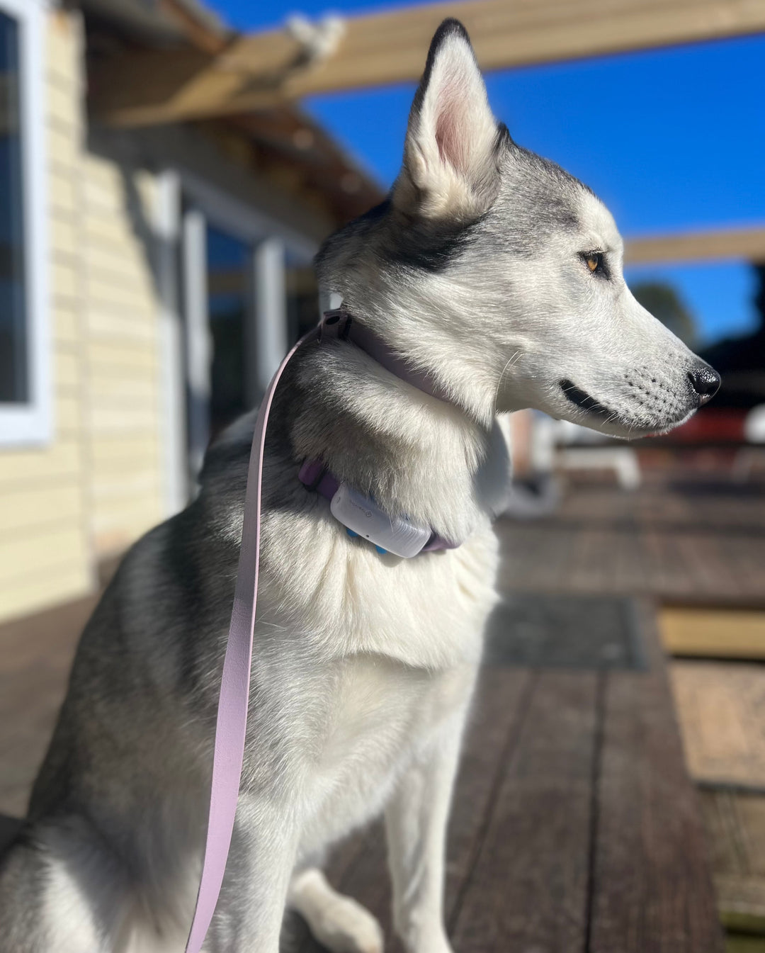 Slip Leash - Lavender