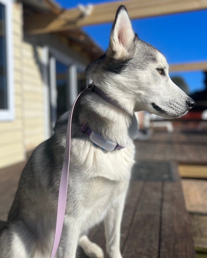 Slip Leash - Lavender