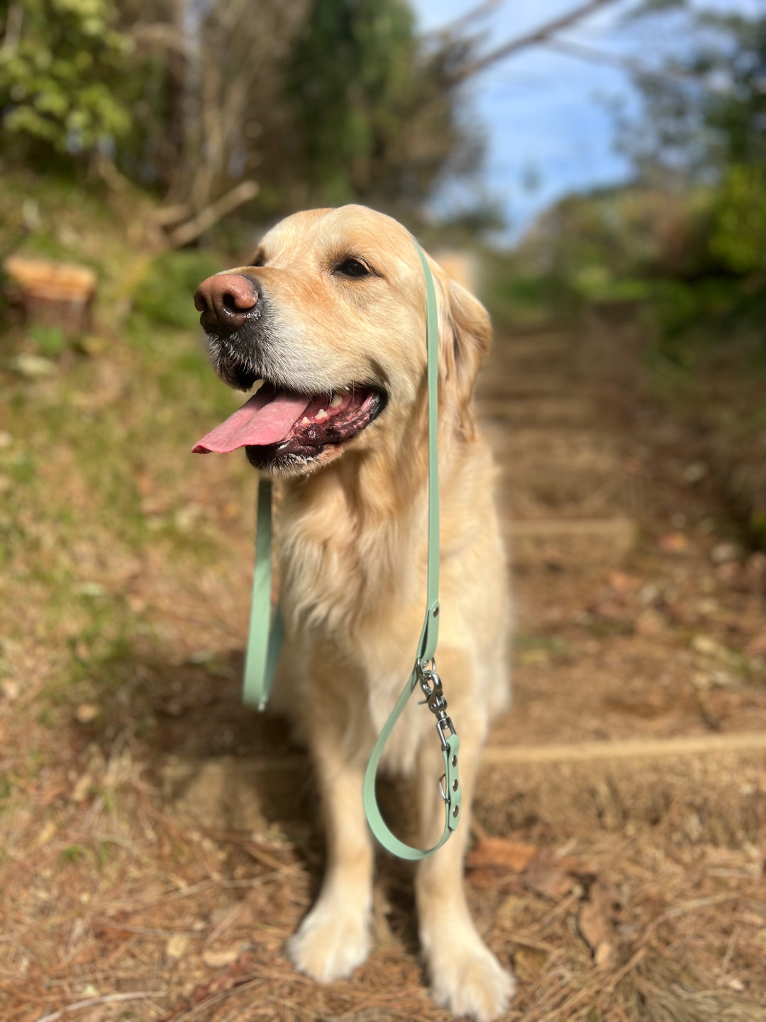 Multi-Clip Leash - Sage