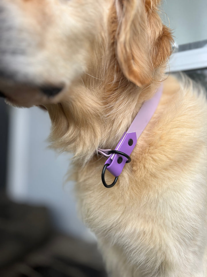 Slip Collar - Two Toned
