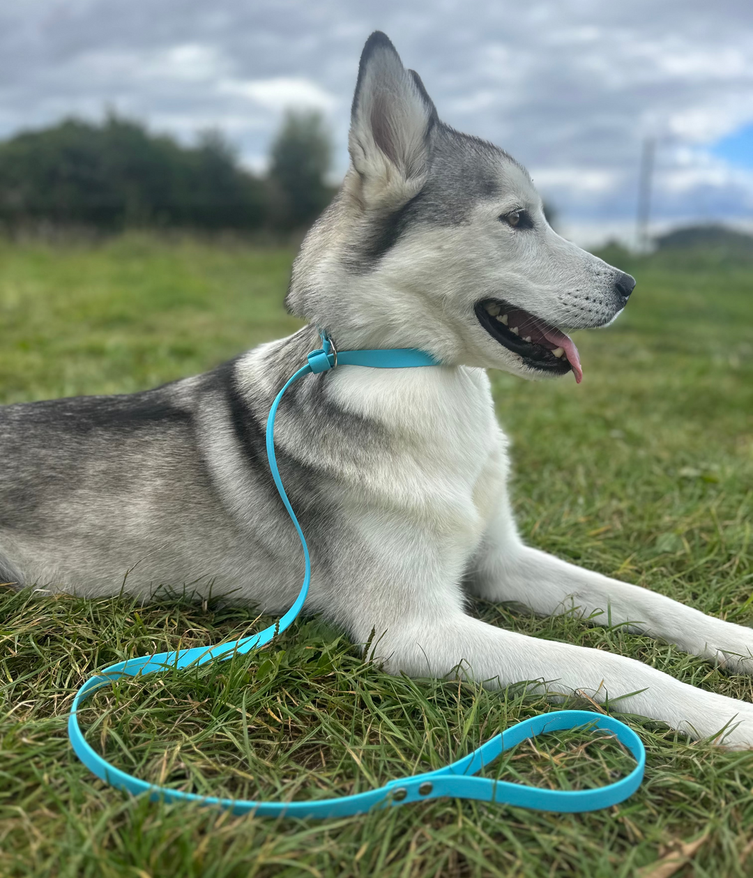 Slip Leash - Light Blue