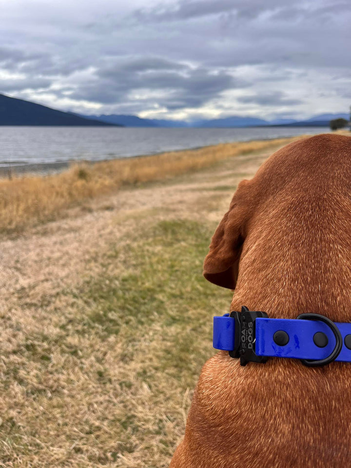 Clip Buckle Collar - Royal Blue