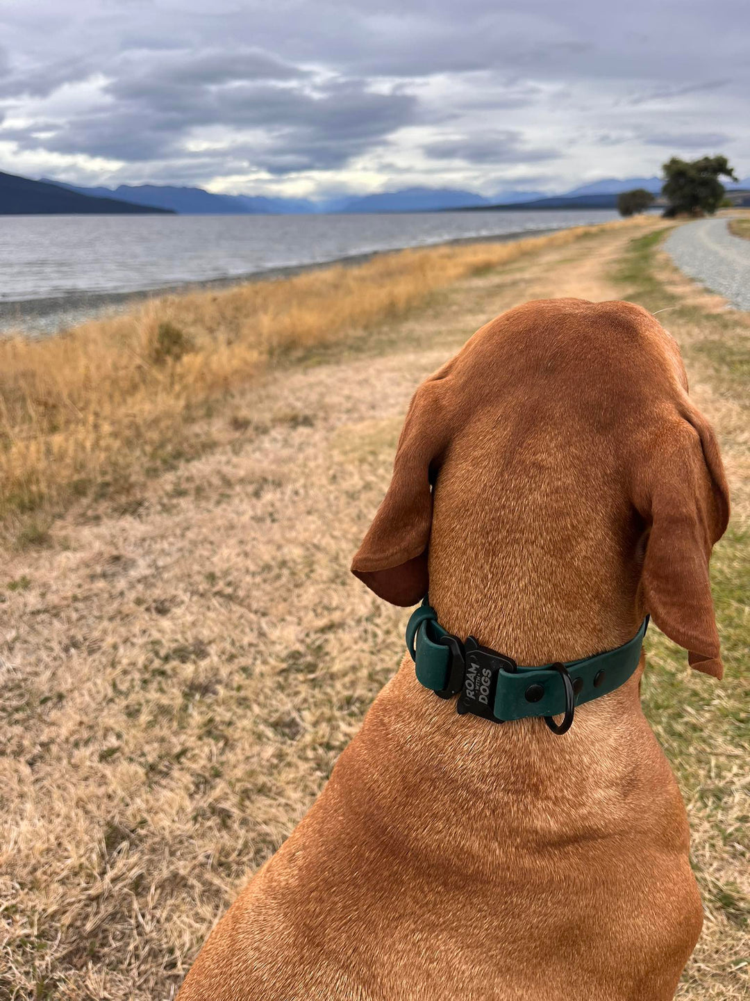 Clip Buckle Collar - Forest