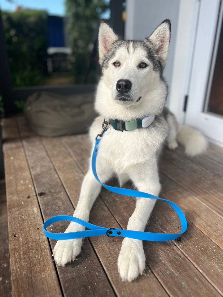 Everyday Short Leash - Sky